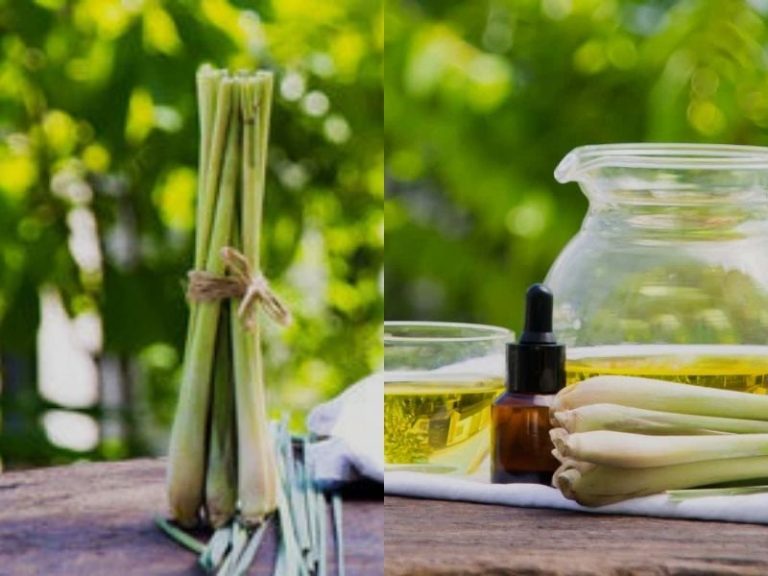 lemongrass oil for hair growth